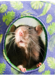 Домик-гамак для грызунов и хорьков Bambini Pets Куб