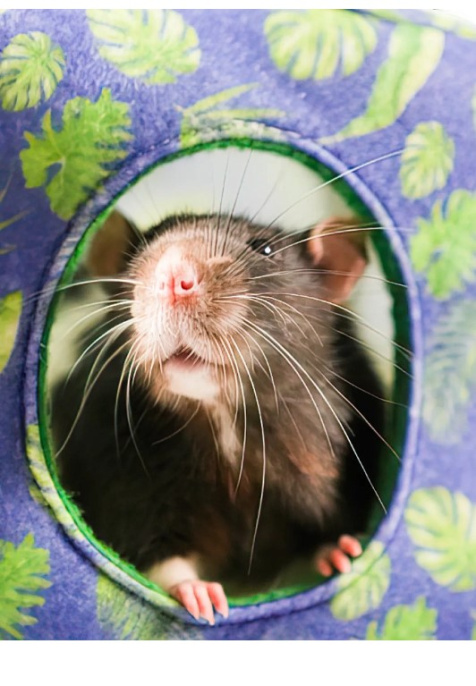 Домик-гамак для грызунов и хорьков Bambini Pets Куб