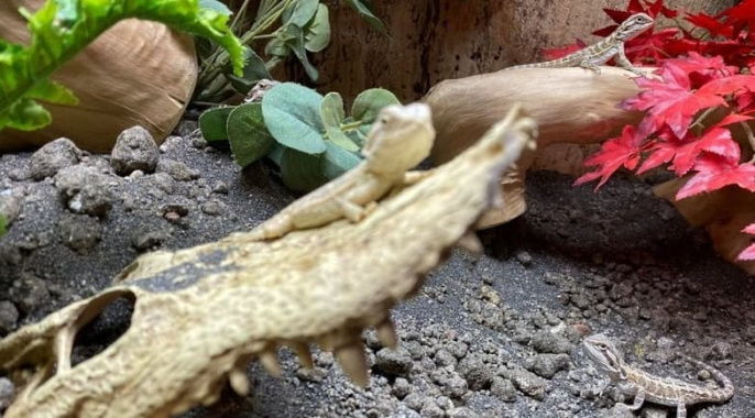 Грунт пустынный с глиной Bahariya Black Stone Desert черный 10 кг (H231480)