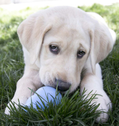 KONG Игрушка для собак Puppy