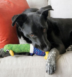 KONG Игрушка для собак Shakers Cuckoos Assorted