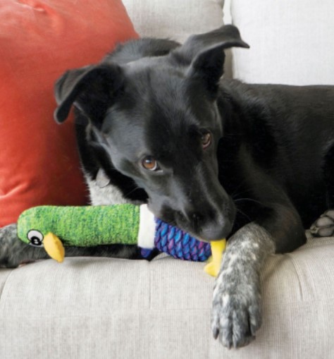 KONG Игрушка для собак Shakers Cuckoos Assorted (M)