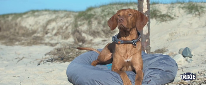 Ошейник-удавка для собак TRIXIE BE NORDIC (темно-серый/коричневый) (S-M, 40см/8мм)