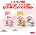 Влажный корм для котят Royal Canin Kitten Sterilized (в желе) (85 гр*12 шт)