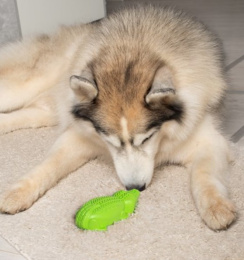 FANCY PETS игрушка для собак Крокодил