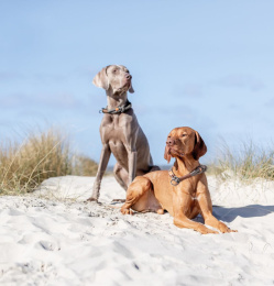 Ошейник-удавка для собак TRIXIE BE NORDIC (песочный/черный)