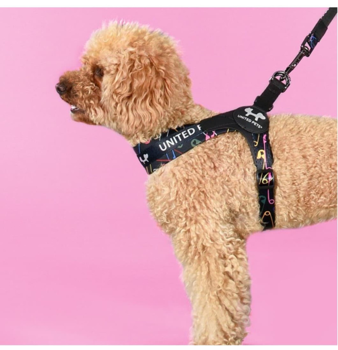 Шлейка для собак United Pets Complete me черный с разноцветными (XS, 1,5 x 34-42 см)