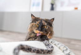 Дразнилка для кошек TRIXIE "Лента леопардовая"