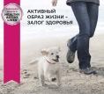 Сухой корм для щенков Eukanuba Puppy Large Breed (птица) (15 кг)
