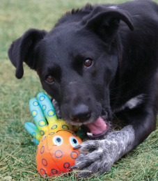 KONG Игрушка для собак Shieldz Tropics Octopus