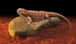 Камень для рептилий с обогревателем 31x18 см 15 Вт (PT2004)