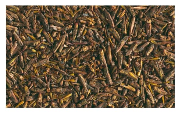 Дополнительный корм для черепах (кузнечики) Tetra ReptoDelica Grasshopper