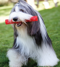 KONG Игрушка для собак Squeezz Stick