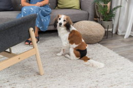 Штанишки гигиенические для собак TRIXIE (черные)